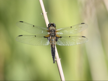 00077_Sonnenbad_Uwe Berger.jpg